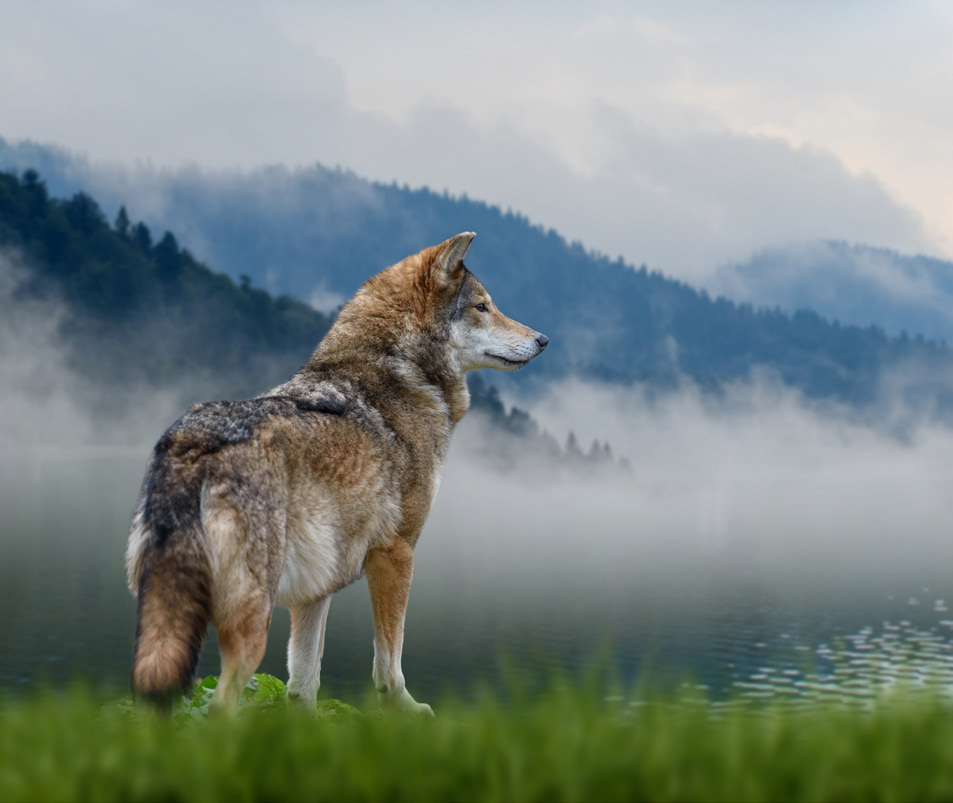 Ein Wolf steht aufmerksam am grasbewachsenen Ufer eines Sees und blickt nach rechts. Hinter ihm ziehen Nebelschwaden über das Wasser und durch die bewaldete Berglandschaft.